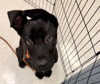 WOJO -  German Shepherd Dog and Mixed Breed Dog for Adoption in Santa Rosa, California - WOJO | PetCurious
