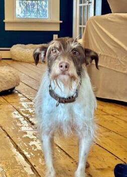 Miniature Schnauzer and Terrier Dogs Available for Adoption - Latte | PetCurious