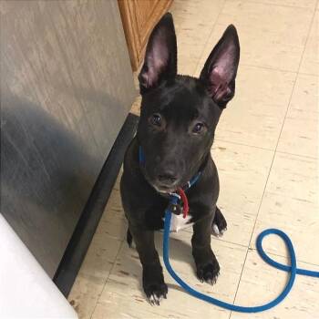 Gracie -  German Shepherd Dog and Mixed Breed Dog for Adoption in Denison, Texas - Gracie | PetCurious