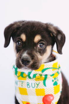 Rescue Labrador Retriever and Beagle Dogs for Adoption - Aimee *Available 12/6* | PetCurious