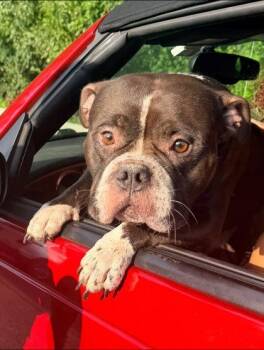 Bubbalicious -  Mixed Breed Dog for Adoption in Hobart, Indiana - Bubbalicious | PetCurious