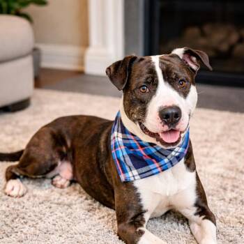 Pit Bull Terrier and Staffordshire Bull Terrier Dogs Available for Adoption in Houston, Texas - Snoopy – Cuddles, Affectionate, Well Mannered, Low To Medium Ene | PetCurious