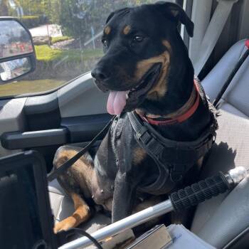 Tahanii -  Rottweiler Dog for Adoption in Beaumont, Texas - Tahanii | PetCurious