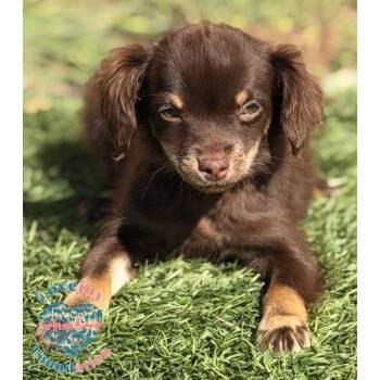 Brie -  Papillon and Chihuahua Dog for Adoption in Inglewood, California - Brie | PetCurious