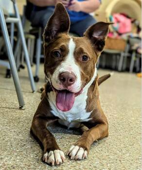 Pit Bull Terrier and Siberian Husky Dogs Available for Adoption - DAISY | PetCurious