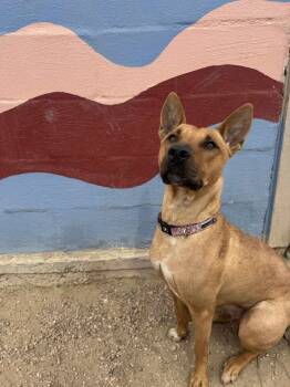 Rescue Australian Kelpie Dogs for Adoption in Aurora, Colorado - Bridget ***RESCUE CENTER*** | PetCurious