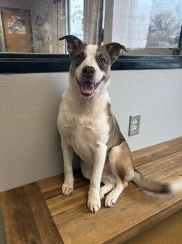 Australian Cattle Dog Blue Heeler Dogs Available for Adoption - Loki | PetCurious