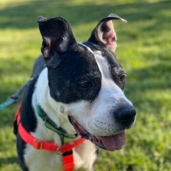 Cliffy -  Pit Bull Terrier and Mixed Breed Dog for Adoption in Pasadena, California - Cliffy | PetCurious