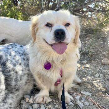 Rescue Mixed Breed Dogs for Adoption in Marfa, Texas - Sampras | PetCurious
