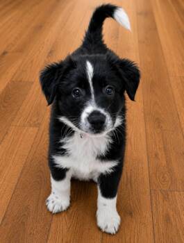 Border Collie and Mixed Breed Dogs Available for Adoption in Lindenhurst, New York - Hampton | PetCurious