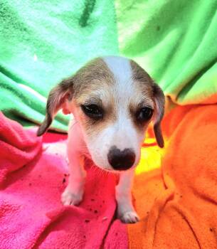 Kandra WA14543-T LOCAL Adoption Event in Bellevue 8/21 -  Dachshund and Chihuahua Dog for Adoption in Missouri City, Texas - Kandra WA14543-T LOCAL Adoption Event In Bellevue 8/21 | PetCurious