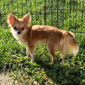 Foxy Roxy -  Chihuahua Dog for Adoption in Rochester, Minnesota - Foxy Roxy | PetCurious