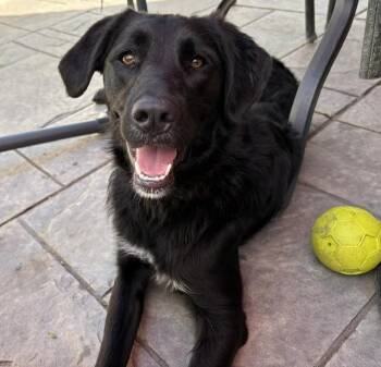 Bella -  Retriever and Golden Retriever Dog for Adoption in Plainfield, Illinois - Bella | PetCurious