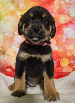 Rescue Rottweiler Dogs for Adoption in Sedalia, Colorado - Jen | PetCurious