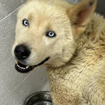 Maverick -  Husky Dog for Adoption in Apache Junction, Arizona - Maverick | PetCurious