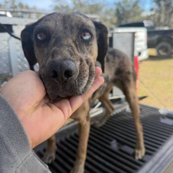 Catahoula Leopard Dog and Mixed Breed Dogs Available for Adoption - Moe | PetCurious