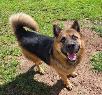 Goose -  German Shepherd Dog and Chow Chow Dog for Adoption in St. George, Utah - Goose | PetCurious