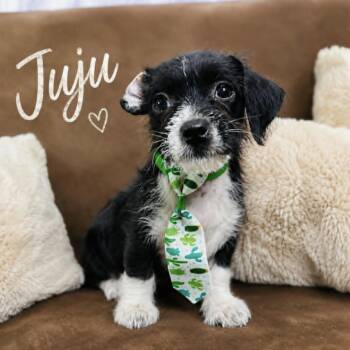 Juju -  Terrier and Chihuahua Dog for Adoption in Lucas, Texas - Juju | PetCurious