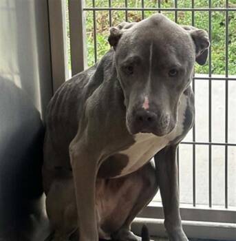 LOVE BUG -  Pit Bull Terrier Dog for Adoption in Tustin, California - LOVE BUG | PetCurious