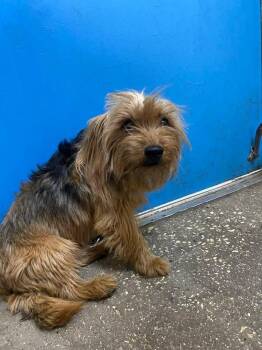 Mixed Breed Dogs Available for Adoption in Ocala, Florida - Ricky Bobby | PetCurious