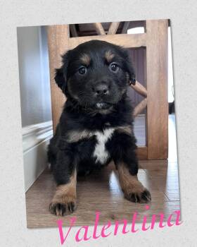 Mixed Breed Dogs Available for Adoption - Valentina | PetCurious