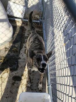Australian Cattle Dog Blue Heeler Dogs Available for Adoption in Casper, Wyoming - NANI | PetCurious