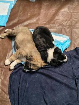 Candy Bars : Mounds -  Border Collie and Labrador Retriever Dog for Adoption in Aurora, Indiana - Candy Bars : Mounds | PetCurious