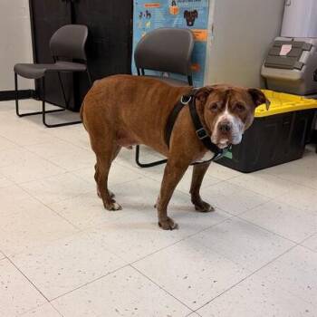 Mixed Breed Dogs Available for Adoption - Bread Loaf | PetCurious