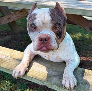 Kool-Aid Man -  Mixed Breed Dog for Adoption in Nashville, Tennessee - Kool-Aid Man | PetCurious