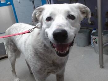 Rescue Great Pyrenees and Australian Cattle Dog Blue Heeler Dogs for Adoption in Albuquerque, New Mexico - LILY | PetCurious