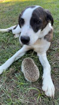 Rescue Black Mouth Cur Dogs for Adoption in Bronson, Texas - Willow/ Cherry | PetCurious