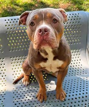 Buffy Summers -  Mixed Breed Dog for Adoption in Nashville, Tennessee - Buffy Summers | PetCurious