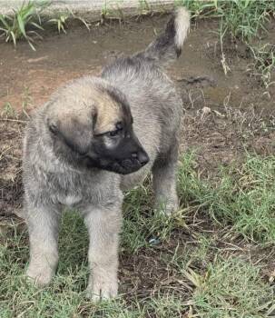 Sonya Blade -  German Shepherd Dog Dog for Adoption in Sedalia, Colorado - Sonya Blade | PetCurious
