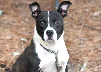Blade -  Pit Bull Terrier and Mixed Breed Dog for Adoption in Monroe, Georgia - Blade | PetCurious