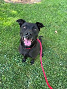 Tango -  Labrador Retriever and Pit Bull Terrier Dog for Adoption in San Diego, California - Tango | PetCurious