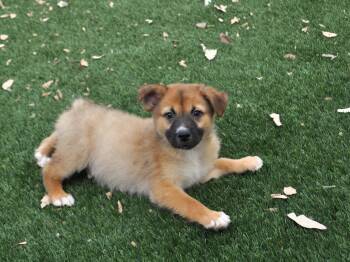 Australian Shepherd and Cattle Dog Dogs Available for Adoption - Archibald | PetCurious