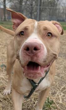 Pit Bull Terrier Dogs Available for Adoption in Chicago, Illinois - Liandrin | PetCurious