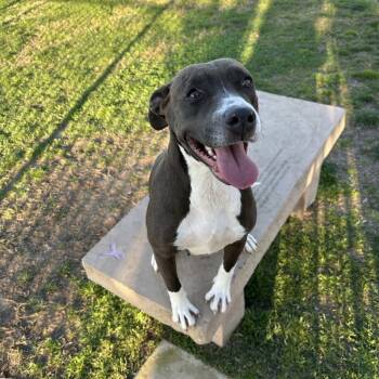 Rescue Pit Bull Terrier Dogs for Adoption in Fresno, California - Willow | PetCurious