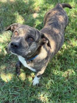 Rescue American Bulldog and Mixed Breed Dogs for Adoption in Riverside, California - NUBS | PetCurious