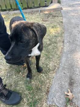 A479426 -  Plott Hound and Mixed Breed Dog for Adoption in Oklahoma City, Oklahoma - A479426 | PetCurious