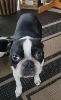 Boston Terrier Dogs Available for Adoption in Lockhart, Texas - Chiquito Rio | PetCurious