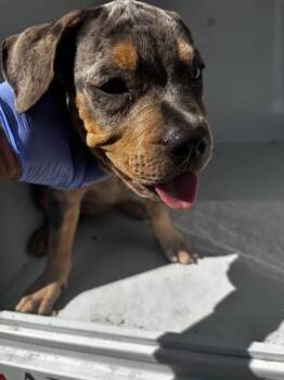 A661817 -  Rottweiler and Mixed Breed Dog for Adoption in Houston, Texas - A661817 | PetCurious