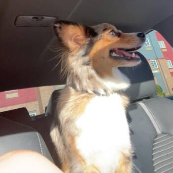 Australian Shepherd Dogs Available for Adoption in Galveston, Texas - Harlo | PetCurious