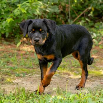 April -  Rottweiler Dog for Adoption in Wilmington, Delaware - April | PetCurious