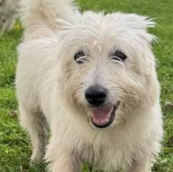 Clark Kent -  Terrier Dog for Adoption in Albany, New York - Clark Kent | PetCurious