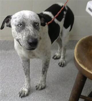 SMILEY -  Catahoula Leopard Dog and Mixed Breed Dog for Adoption in Pasadena, Texas - SMILEY | PetCurious