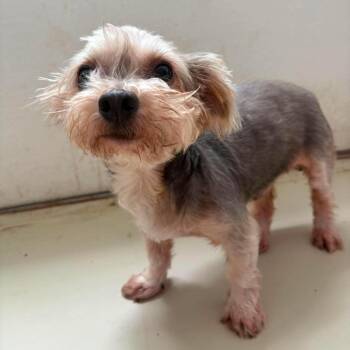 TinTin Franklin -  Yorkshire Terrier Dog for Adoption in Houston, Texas - TinTin Franklin | PetCurious