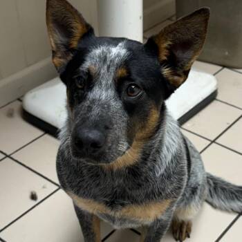 Australian Cattle Dog Blue Heeler Dogs Available for Adoption - TUSC-Stray-83412_2 | PetCurious