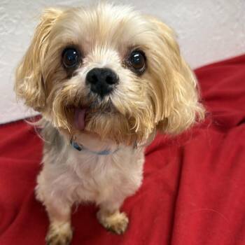 Frederick - Foster Home Needed -  Shih Tzu Dog for Adoption in Hartland, Wisconsin - Frederick - Foster Home Needed | PetCurious