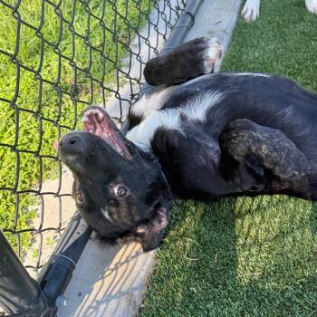 Figaro -  Mixed Breed Dog for Adoption in Bradenton, Florida - Figaro | PetCurious